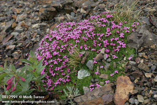 Moss Campion