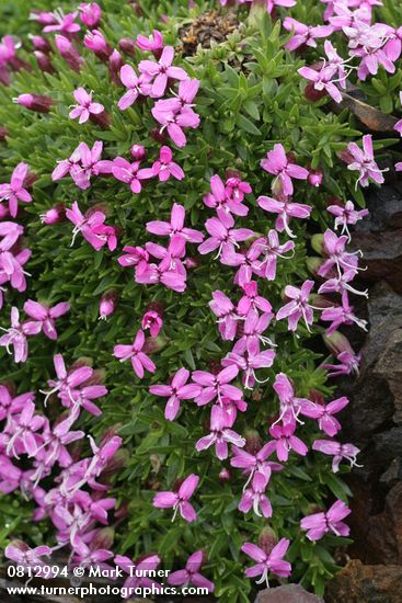 Moss Campion blossoms & foliage