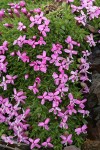 Moss Campion blossoms & foliage