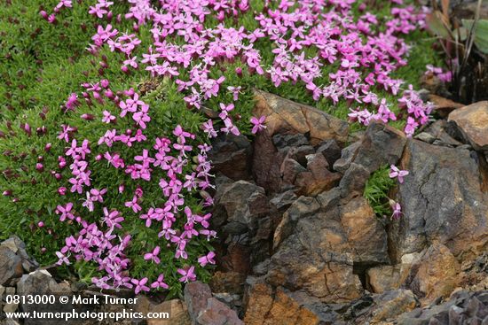 Moss Campion