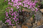 Moss Campion