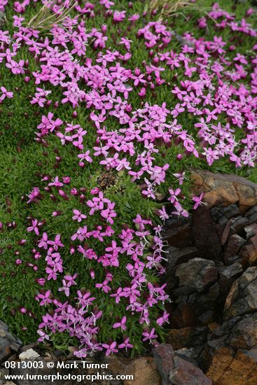 Moss Campion