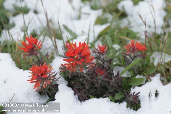 Cliff Paintbrush w/ melting late summer snow