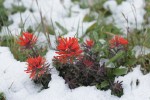 Cliff Paintbrush w/ melting late summer snow