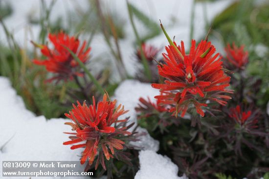 Cliff Paintbrush w/ melting late summer snow