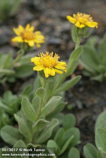 Lyall's Goldenweed