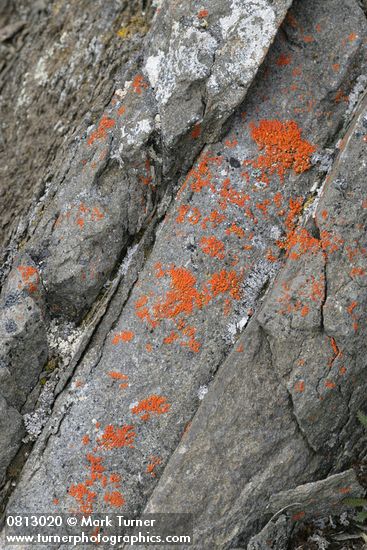 Elegant Sunburst Lichen on bedded rock
