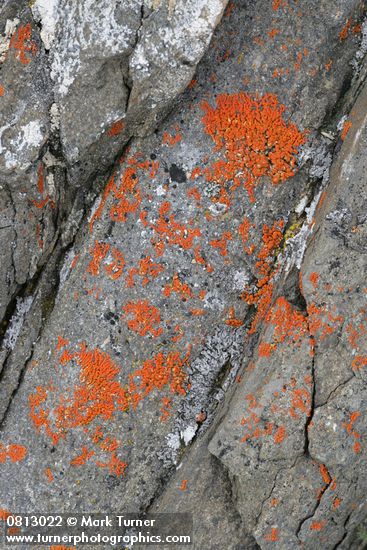 Elegant Sunburst Lichen on bedded rock