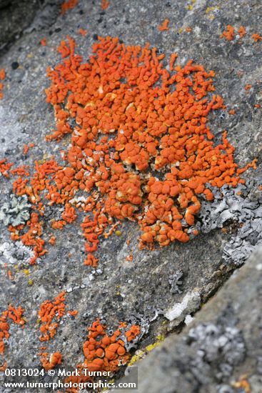 Elegant Sunburst Lichen