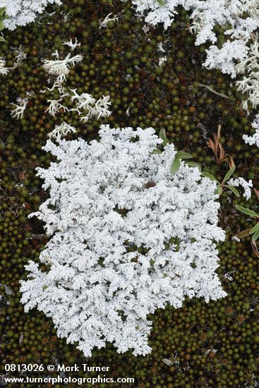 Tomentose Snow Lichen