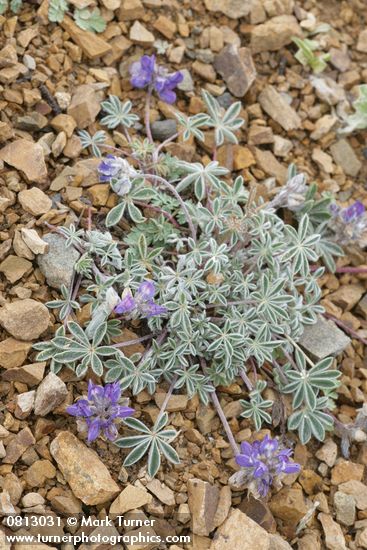 Dwarf Lupine on scree
