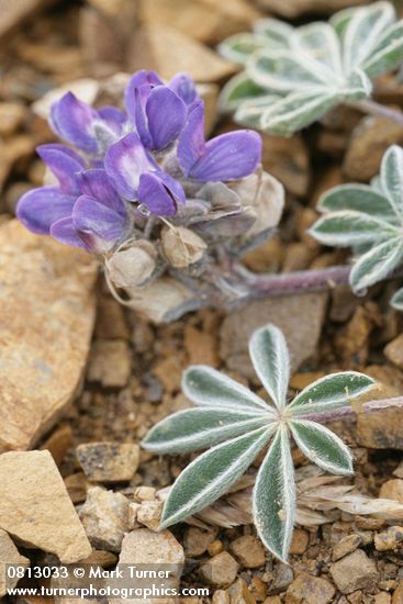 Dwarf Lupine blossoms & foliage