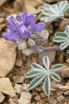 Dwarf Lupine blossoms & foliage