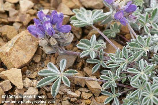 Dwarf Lupine blossoms & foliage
