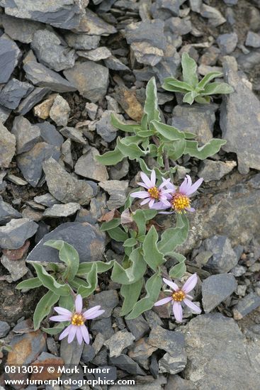 Arctic Asters on scree