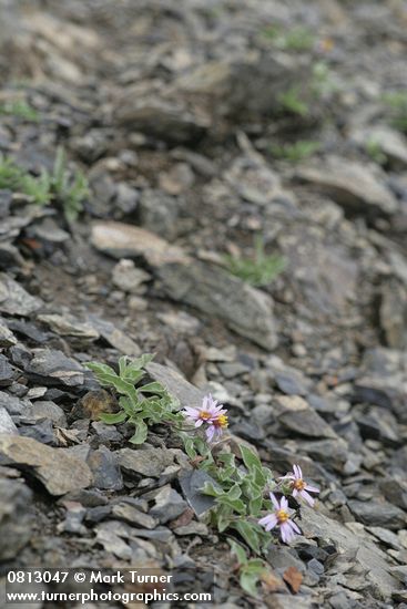Arctic Asters on scree