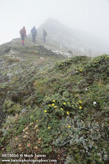 Shrubby Cinquefoil & Sulphur Buckwheat on foggy alpine ridge w/ hikers bkgnd