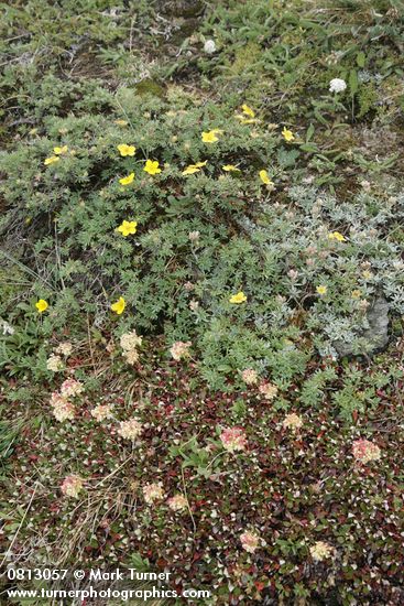 Shrubby Cinquefoil w/ Sulphur Buckwheat