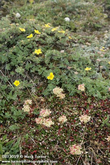 Sulphur Buckwheat w/ Shrubby Cinquefoil