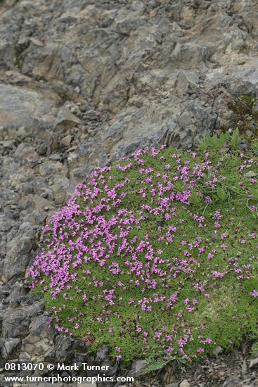Moss Campion