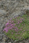 Moss Campion