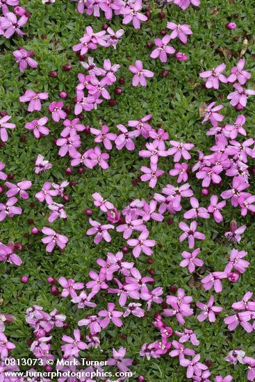 Moss Campion blossoms & foliage