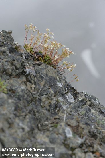 Spotted Saxifrage