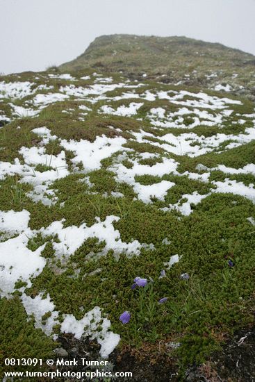 Scotch Bluebells on carpet of Crowberry w/ patches of late summer snow