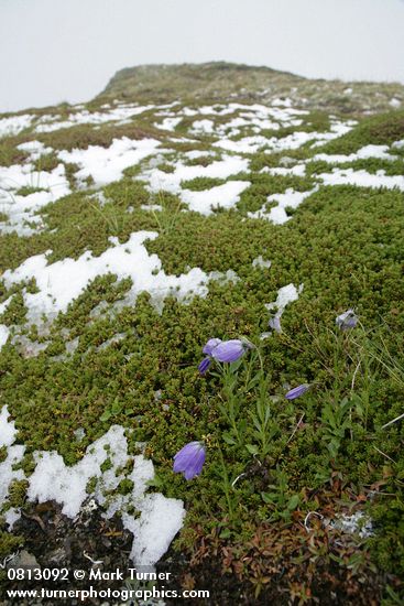 Scotch Bluebells on carpet of Crowberry w/ patches of late summer snow