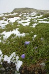 Scotch Bluebells on carpet of Crowberry w/ patches of late summer snow