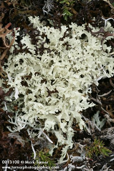 Flavocetraria nivalis Lichen