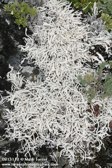 Whiteworm Lichen