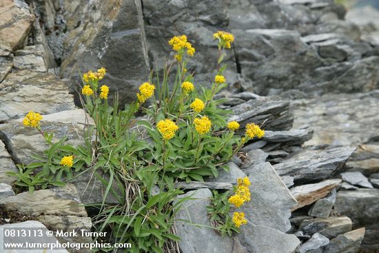 Alpine Goldenrod