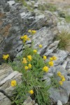 Alpine Goldenrod