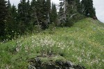 Parry's Catchfly among sedges on subalpine