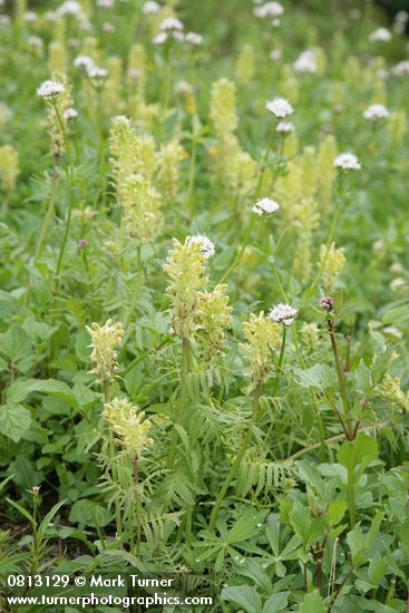 Bracted Lousewort w/ Sitka Valerian