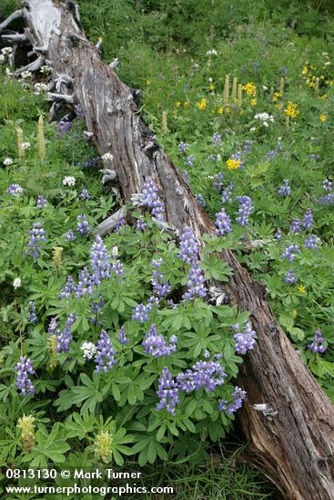 Broadleaf Lupines w/ decaying log, Bracted Lousewort, Sitka Valerian, Mountain Arnica
