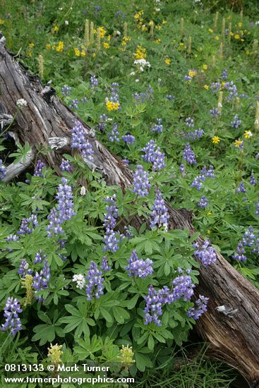 Broadleaf Lupines w/ decaying log, Bracted Lousewort, Sitka Valerian, Mountain Arnica