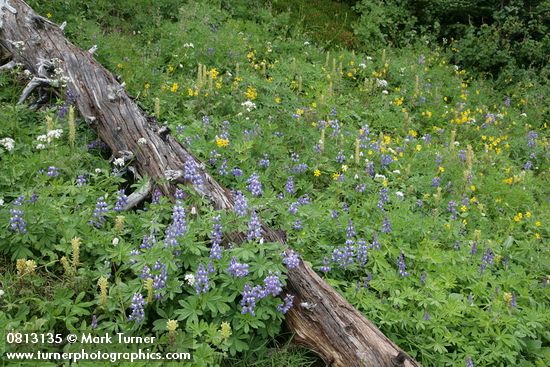 Broadleaf Lupines w/ decaying log, Bracted Lousewort, Sitka Valerian, Mountain Arnica