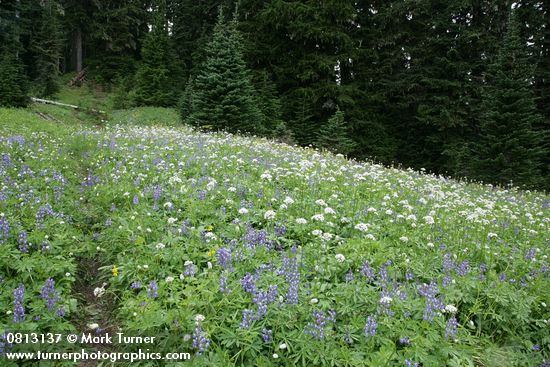 Broadleaf Lupines, Sitka Valerian, American Bistort in subalpine meadow w/ conifers bkgnd