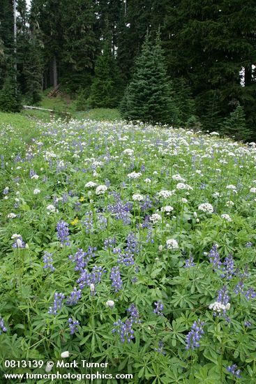 Broadleaf Lupines, Sitka Valerian, American Bistort in subalpine meadow w/ conifers bkgnd