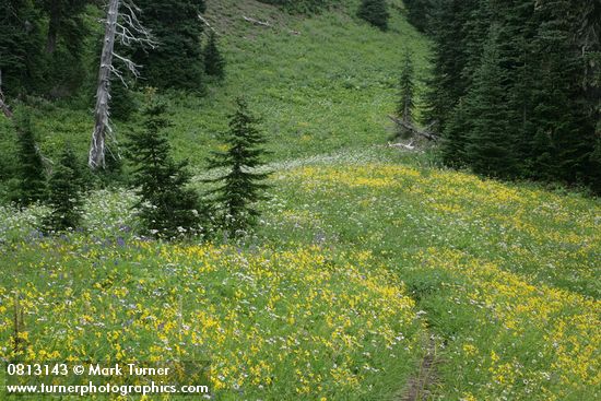 Trail through Mountain Arnica in subalpine meadow w/ conifers bkgnd