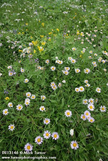 Wandering Daisies among Sedges w/ Mountain Arnica