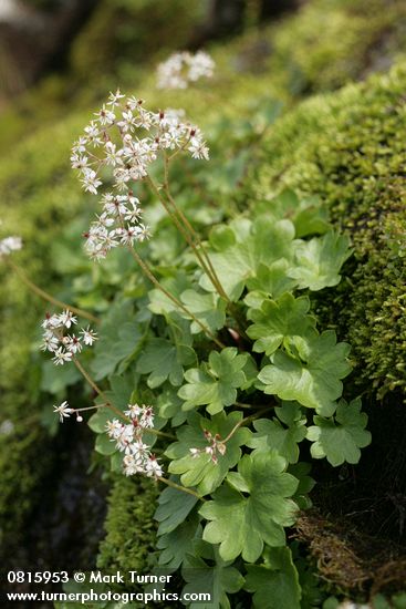 Nelson's Brook Saxifrage
