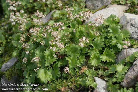 Nelson's Brook Saxifrage