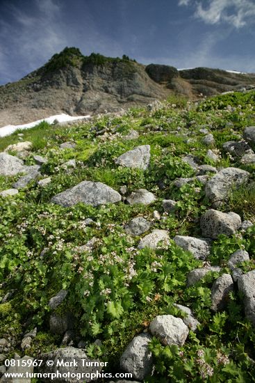 Nelson's Brook Saxifrage