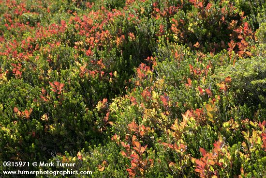 Cascades Blueberry foliage backlit among Heather
