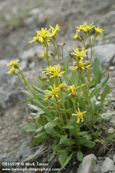 Elmer's Butterweed
