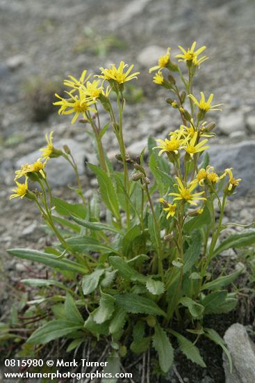 Elmer's Butterweed