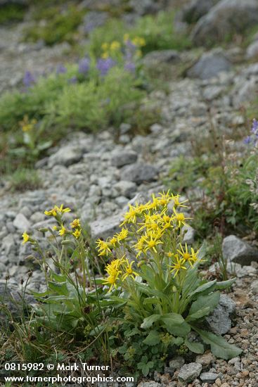 Elmer's Butterweed